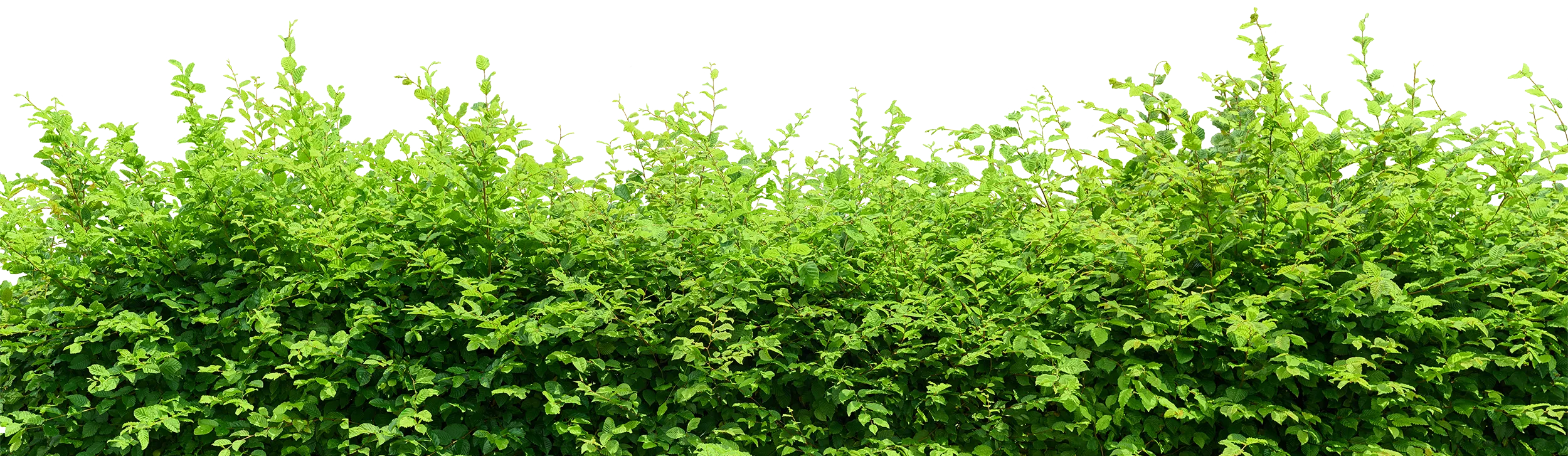 hecke