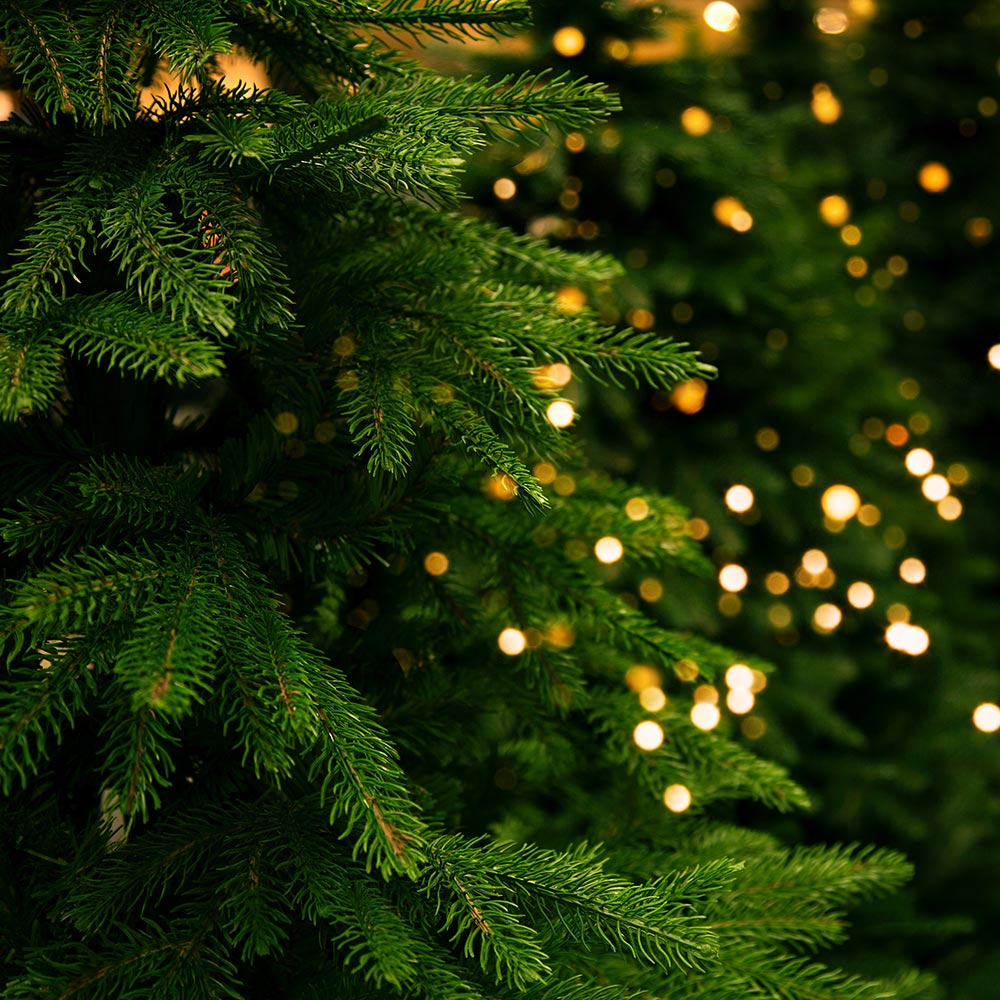 christbaeume